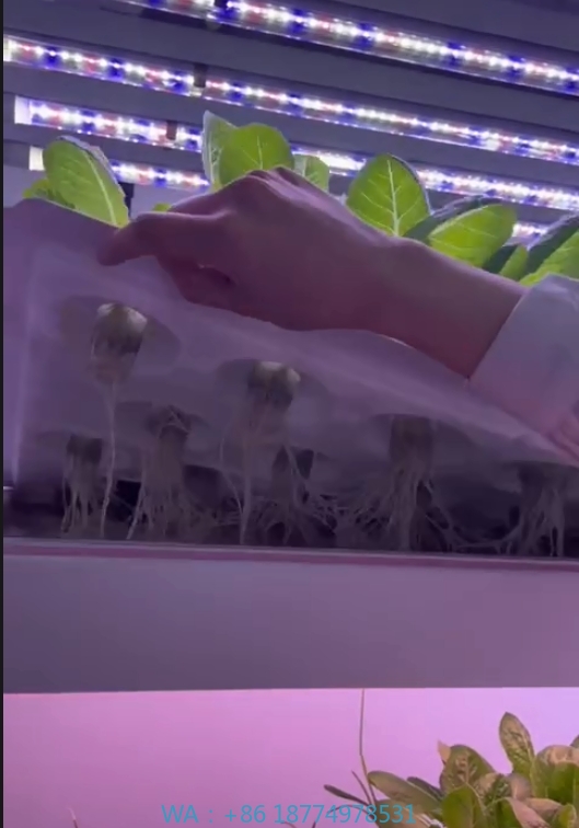 Agriculture Farming System - F Estufa Equipamento Agrícola Cresce Cogumelo