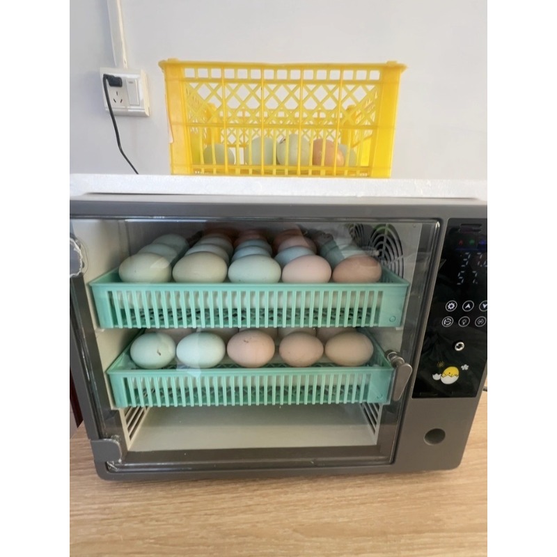 Incubadora de Ovos Totalmente  - Quail Egg Incubator avaliação e preço