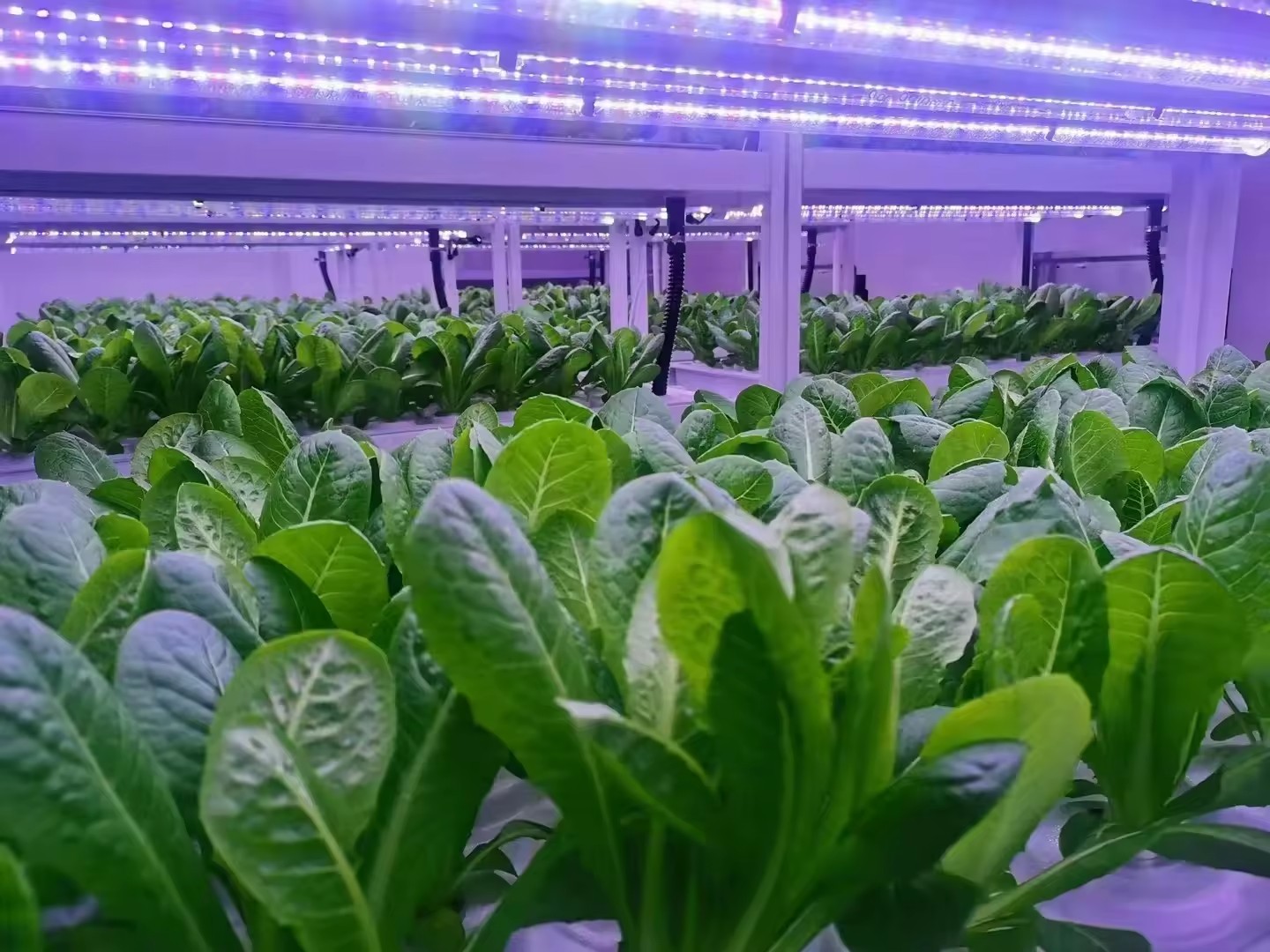 F Estufa Equipamento Agrícola  - Agriculture Farming System avaliação e preço