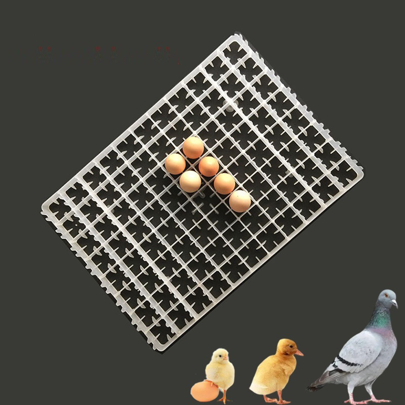 1pcs ovo bandeja para incubado - Quail Egg Incubator avaliação e preço